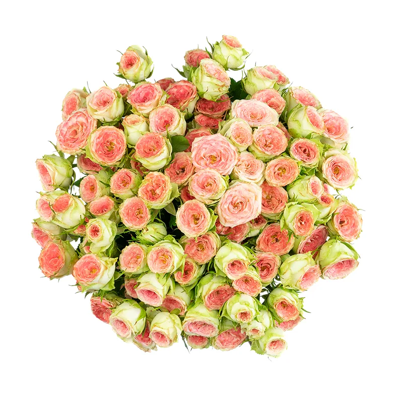 Букет из 17 розово-салатовых кустовых роз Папарацци! (01709)