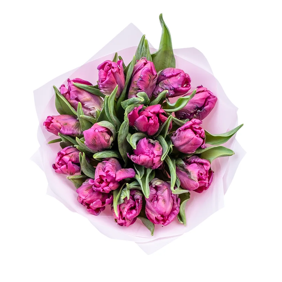 Букет из 17 фиолетовых попугайных тюльпанов Принц Пэррот (02188)