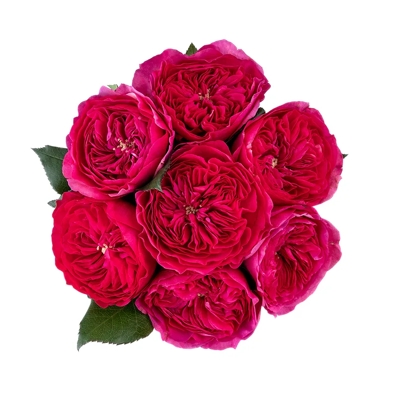 Букет из 7 малиновых садовых роз Баронесса (01739)