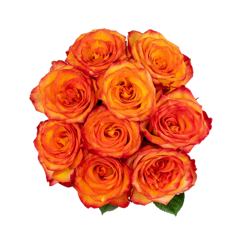 Букет из 9 оранжево-красных роз Хай Мэйджик (01615)