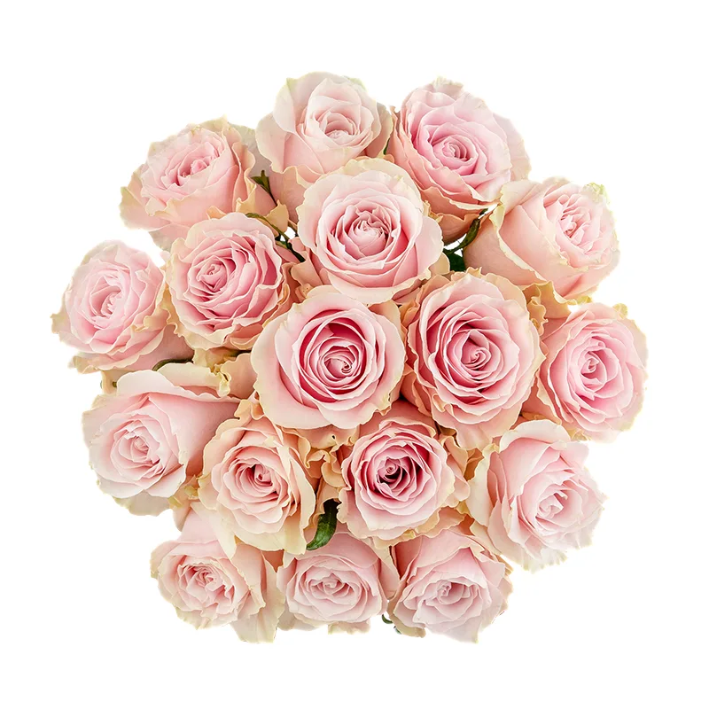Букет из 17 розово-кремовых роз Пинк Мондиаль (01561)