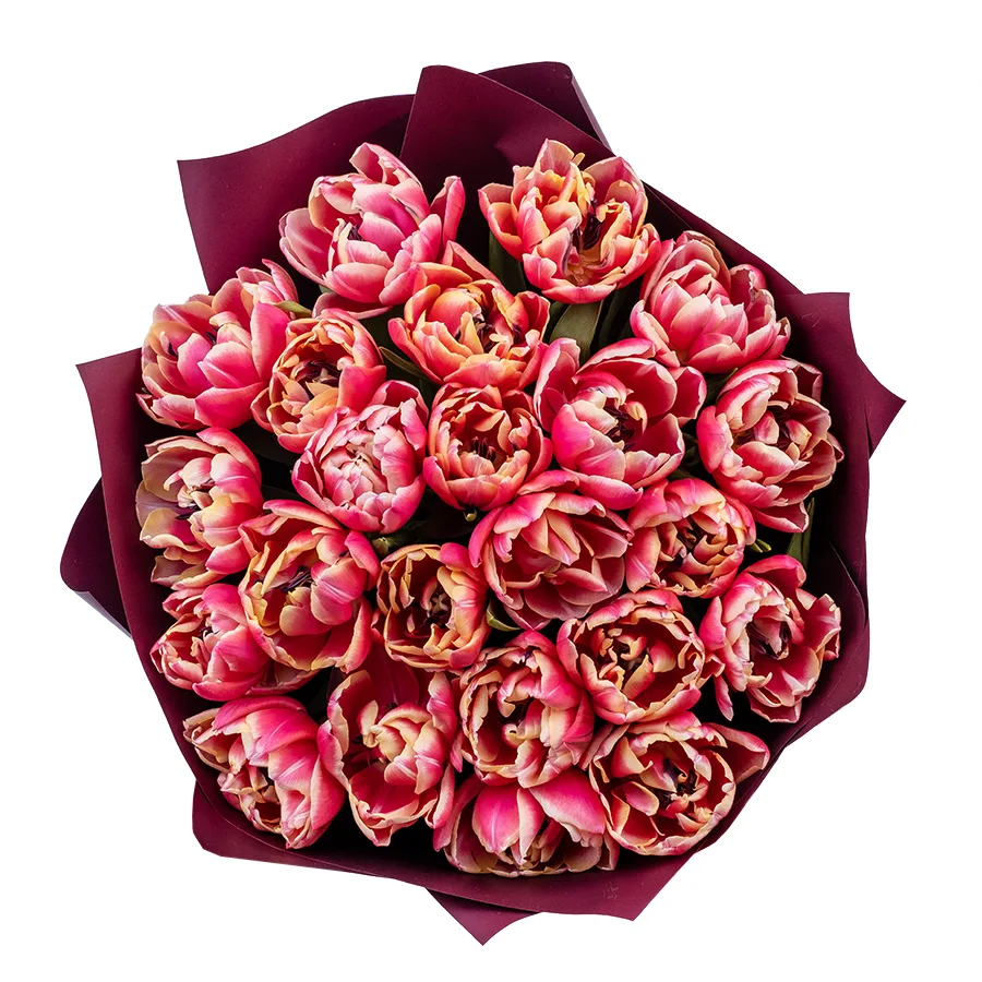 Букет из 23 красно-розовых с белой каймой махровых тюльпанов Колумбус (02203)