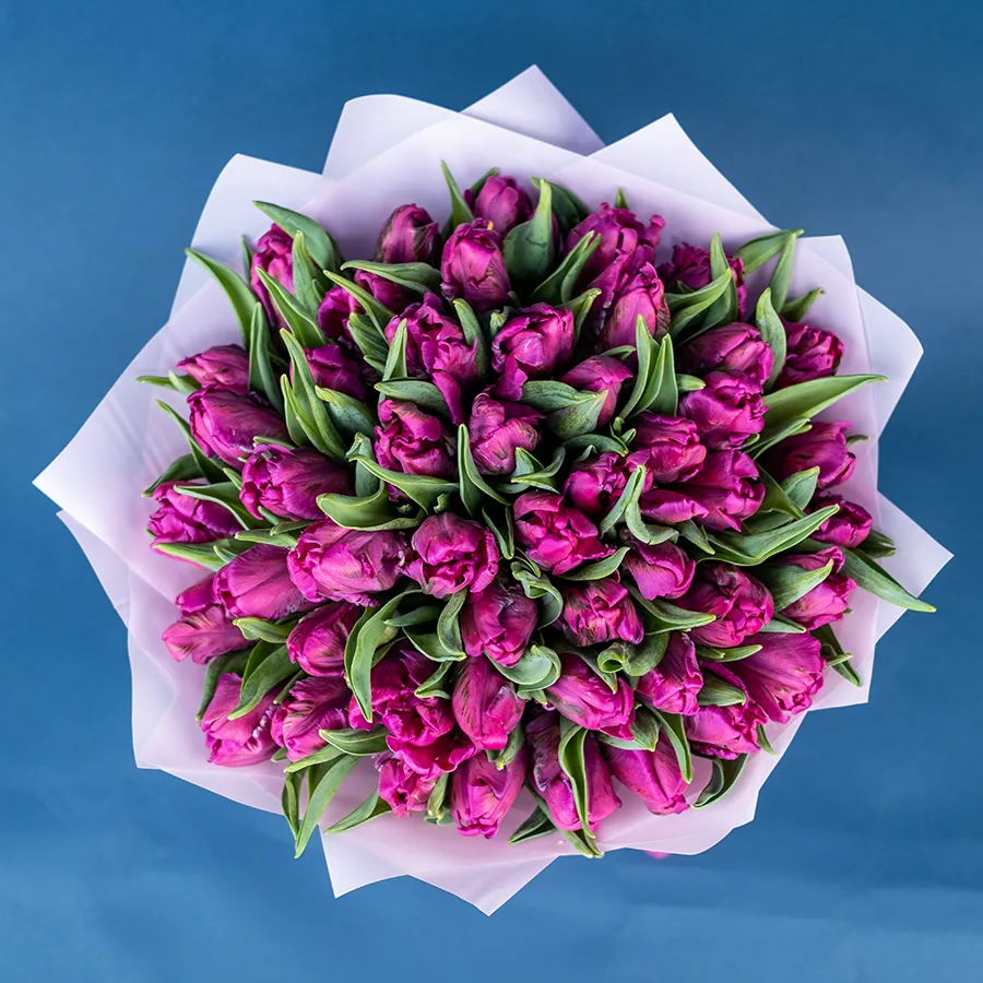 Букет из 49 фиолетовых попугайных тюльпанов Принц Пэррот (02172)