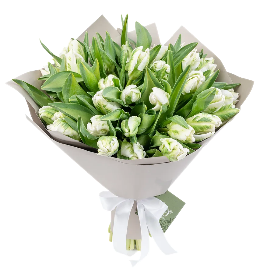 Букет из 35 белых попугайных тюльпанов Супер Пэррот (01998)
