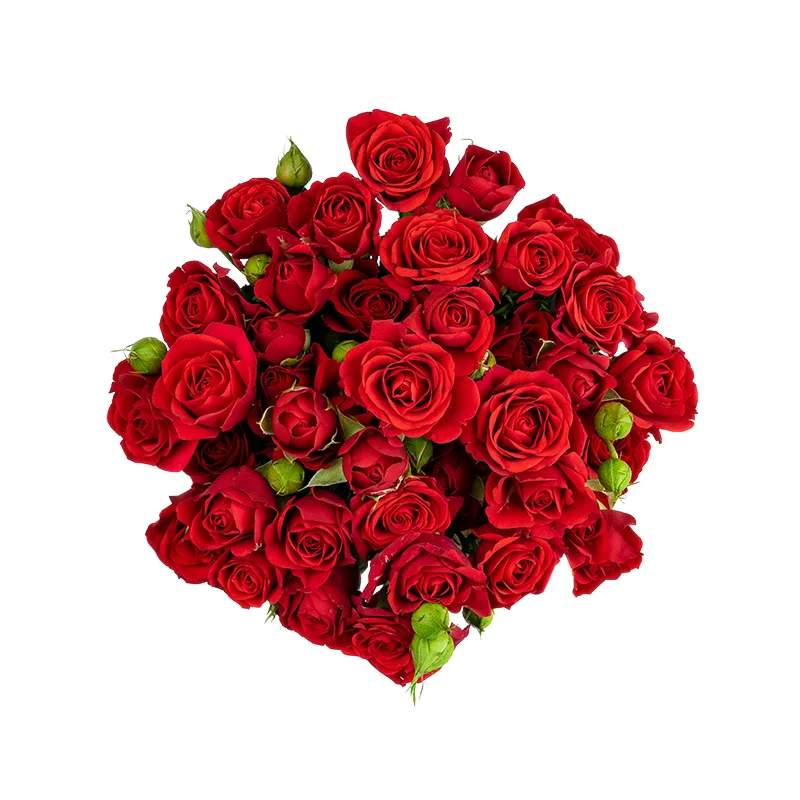 Букет из 9 красных кустовых роз Мирабель (01735)