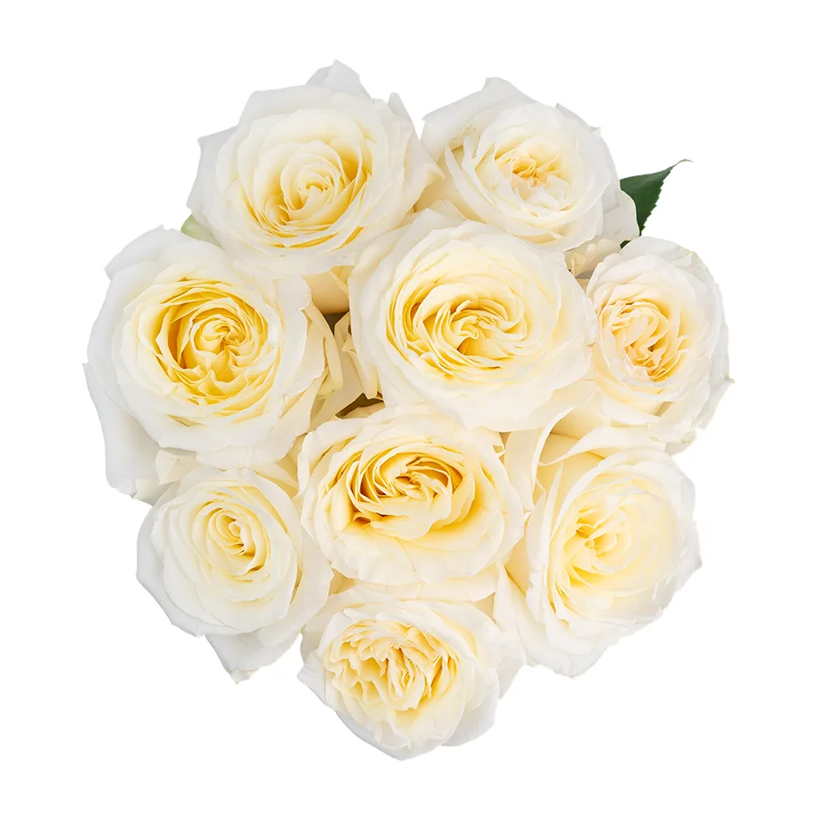 Букет из 9 бело-кремовых пионовидных роз Кэндллайт (03166)