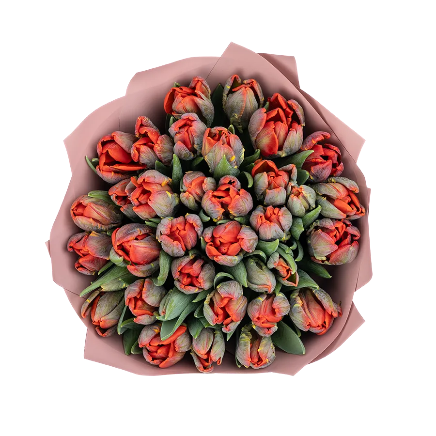 Букет из 35 красных попугайных тюльпанов Пэррот Рококо (01983)