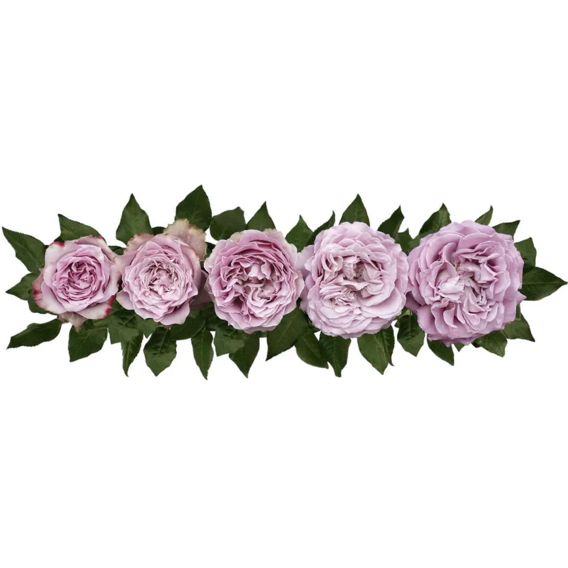 Роза садовая сиреневая Принцесса Каори (00247)