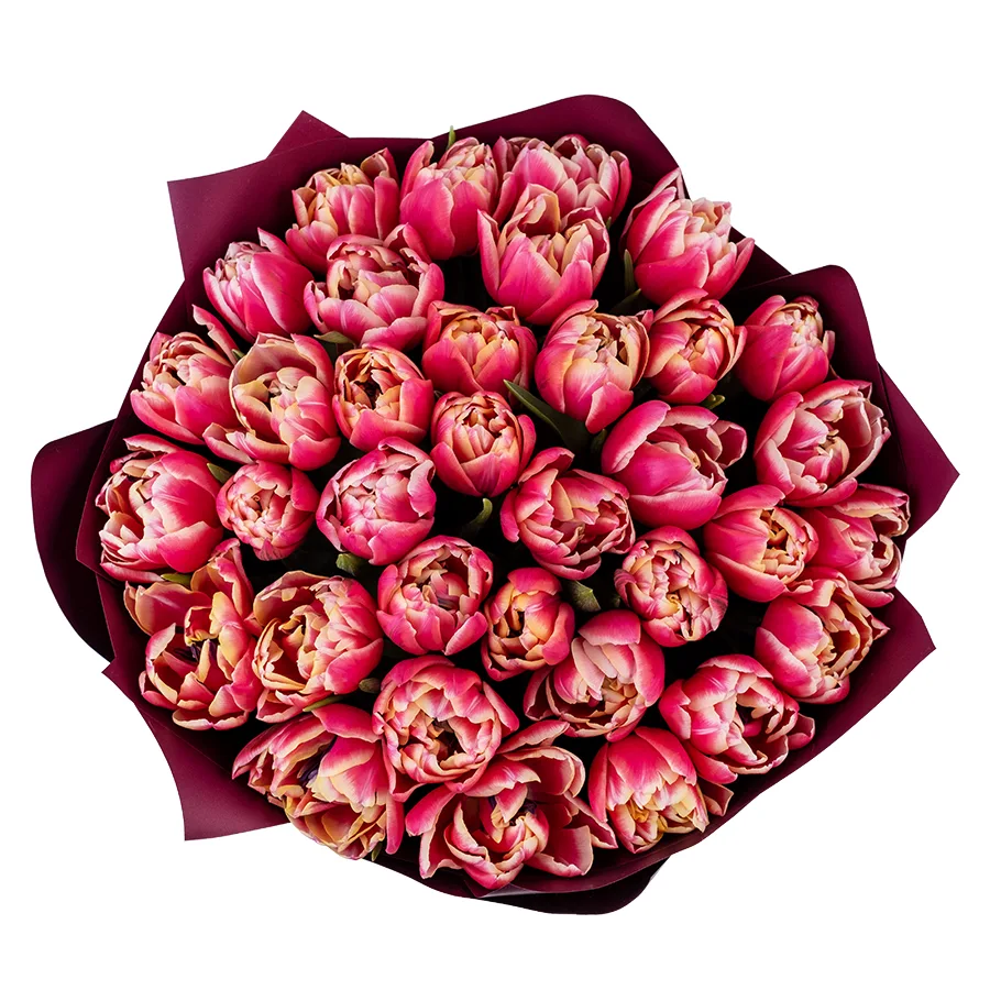 Букет из 35 красно-розовых с белой каймой махровых тюльпанов Колумбус (02197)