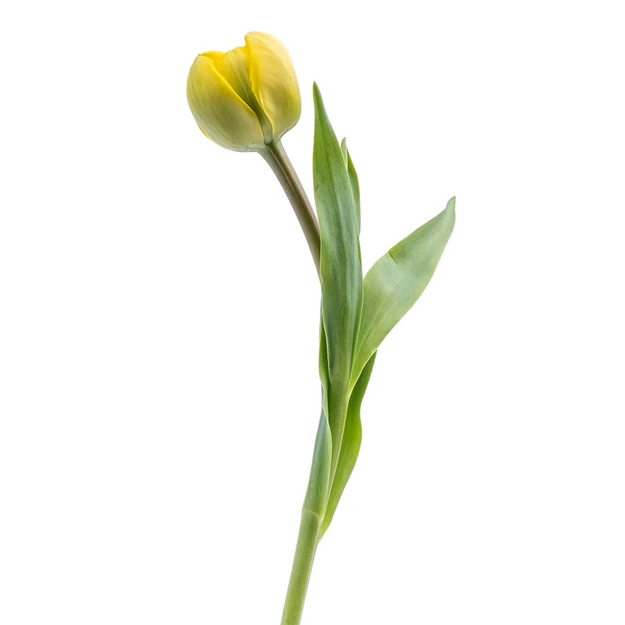 Тюльпан махровый желтый Йелоу Помпонет (00014)