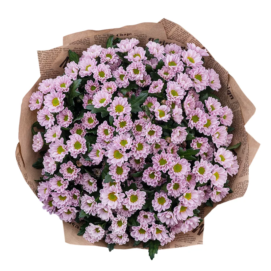 Букет из 17 нежно-розовых кустовых хризантем Сантини Росси Пинк (02837)