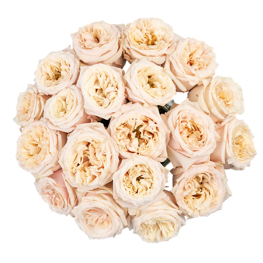 Букет из 19 садовых кремовых роз Башфул (03844)