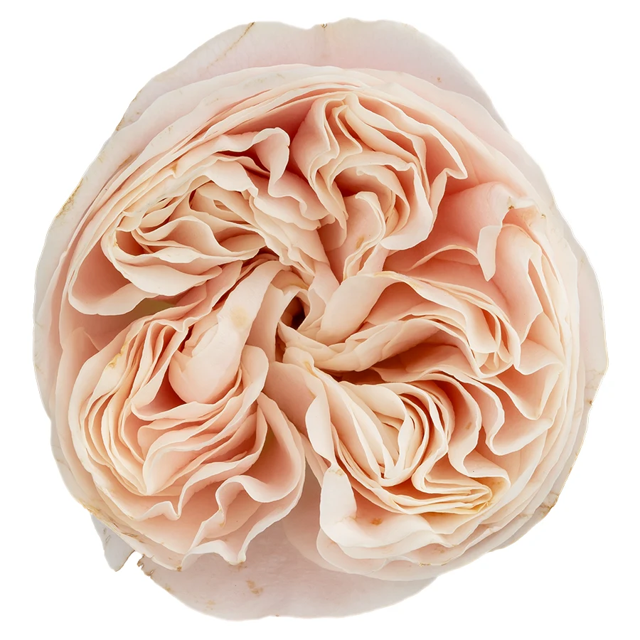 Роза садовая кремово-розовая Шифон 60 см
