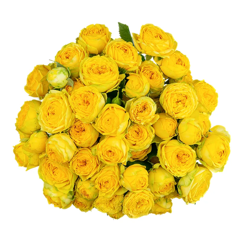 Букет из 19 жёлтых кустовых пионовидных роз Луна Трендсеттер (01700)