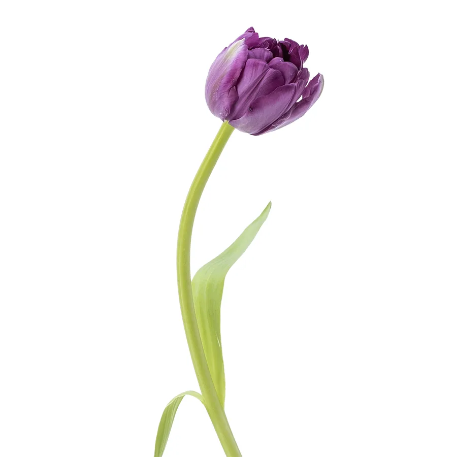Тюльпан махровый пионовидный фиолетовый Сайгон (00163)