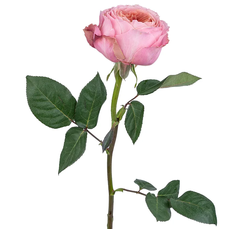 Роза садовая розовая Романтик Антик (00278)