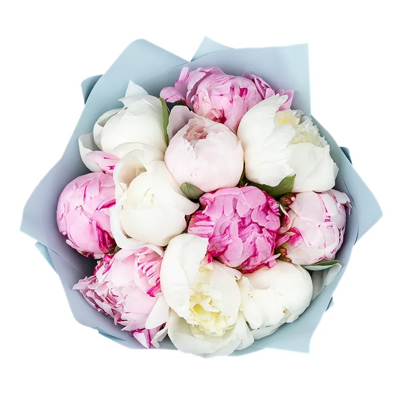 Букет из 11 розовых и белых пионов (01280)