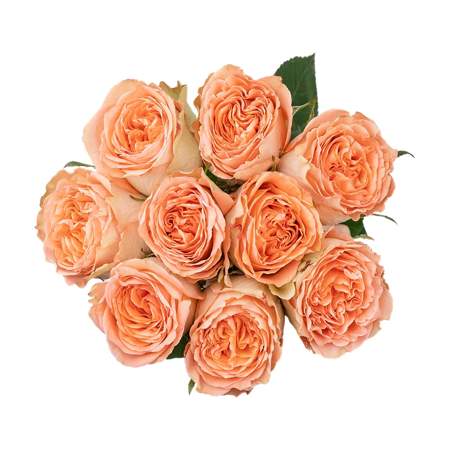 Букет из 9 кремово-персиковых пионовидных роз Кантри Хоум (03013)