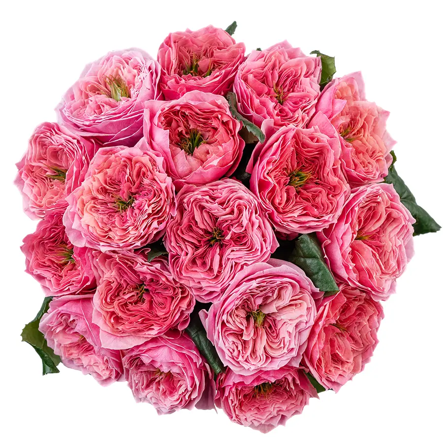 Букет из 17 ярко-розовых пионовидных роз Риджентс Парк (02694)