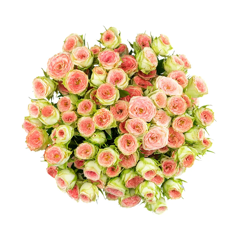 Букет из 15 розово-салатовых кустовых роз Папарацци! (01710)