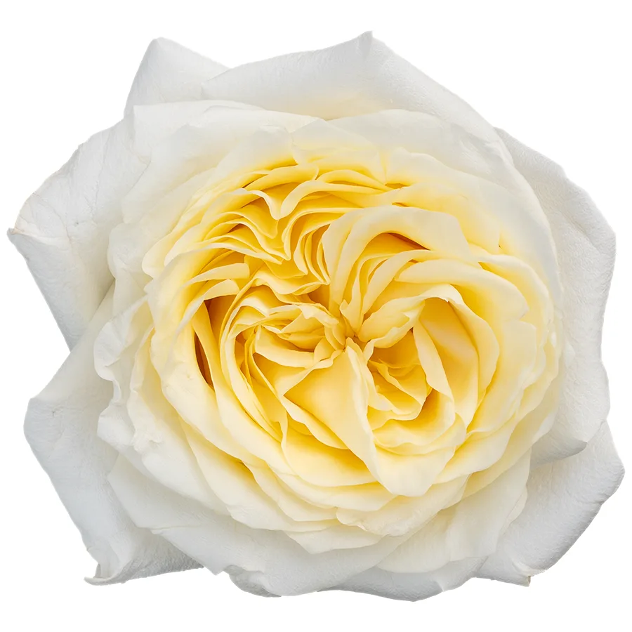 Роза садовая бело-кремовая Кэндллайт 60 см