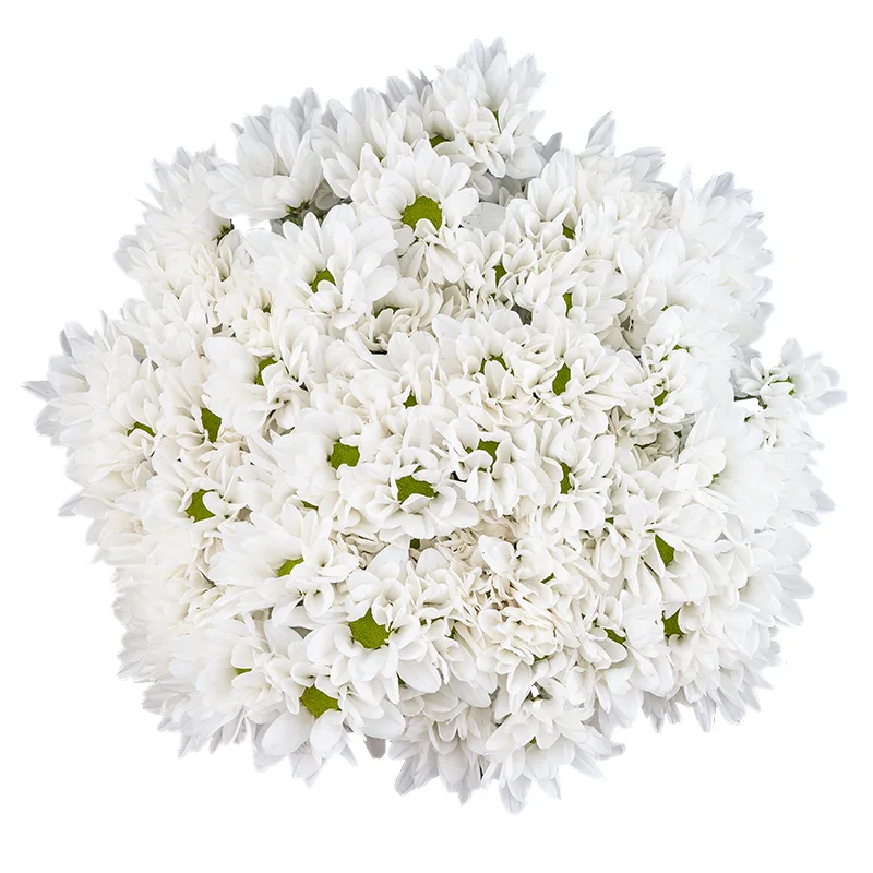 Букет из 13 белых кустовых хризантем (01789)