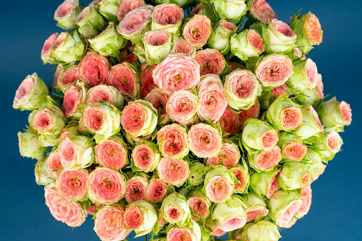 Букет из 25 розово-салатовых кустовых роз Папарацци! (01705)