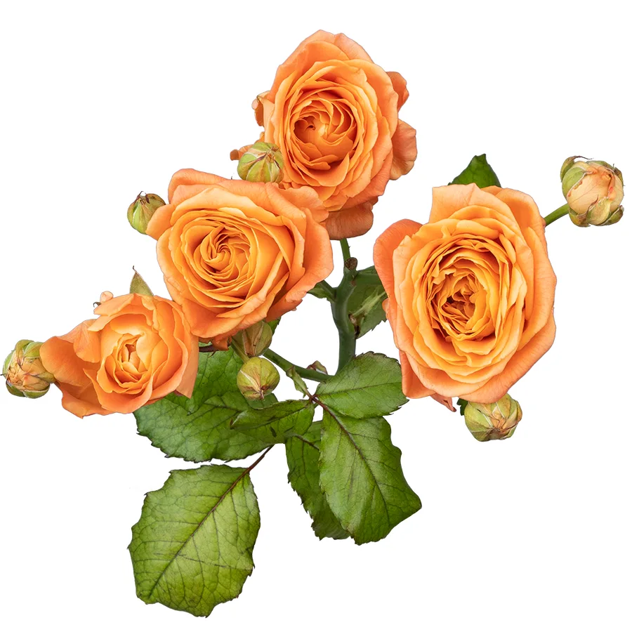 Роза кустовая пионовидная абрикосовая Априкот Лейс 60 см (02994)