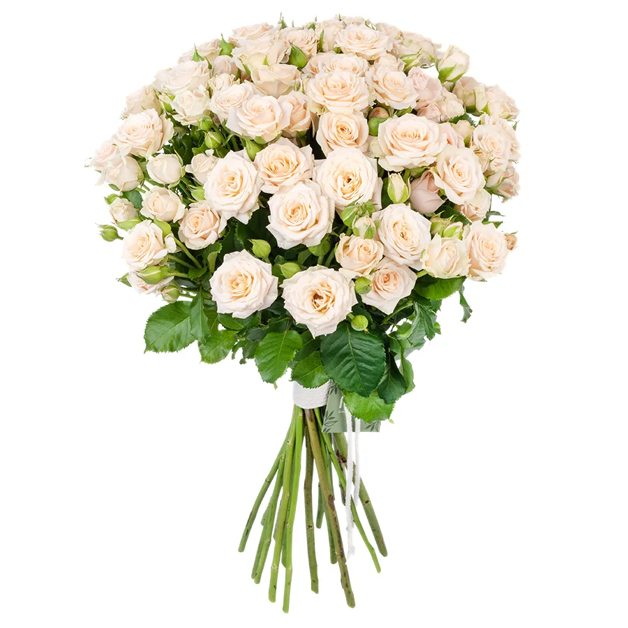 Букет из 19 кремовых кустовых роз Таня (02709)