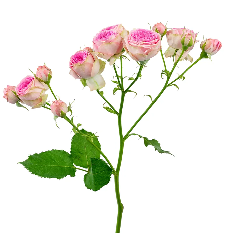 Роза кустовая розовая Супер Сенсейшн (00086)