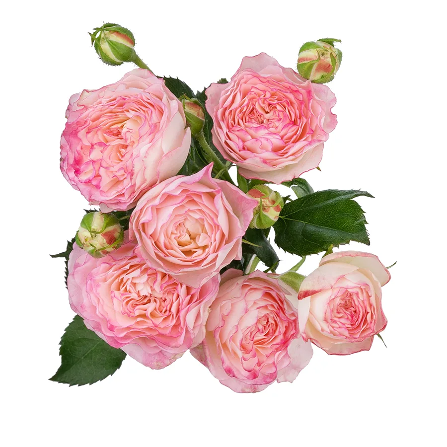 Роза кустовая нежно-розовая с яркими краями Свит Старс (00267)