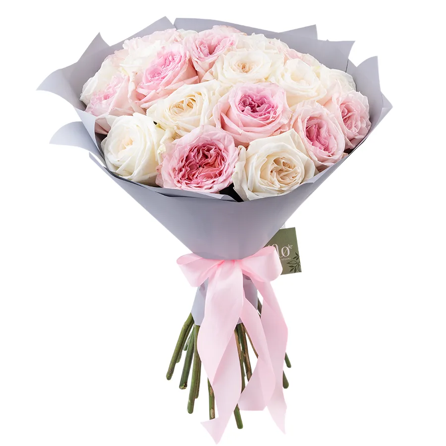 Букет из 25 ароматных белых и розовых садовых роз Вайт и Пинк О’Хара (02802)