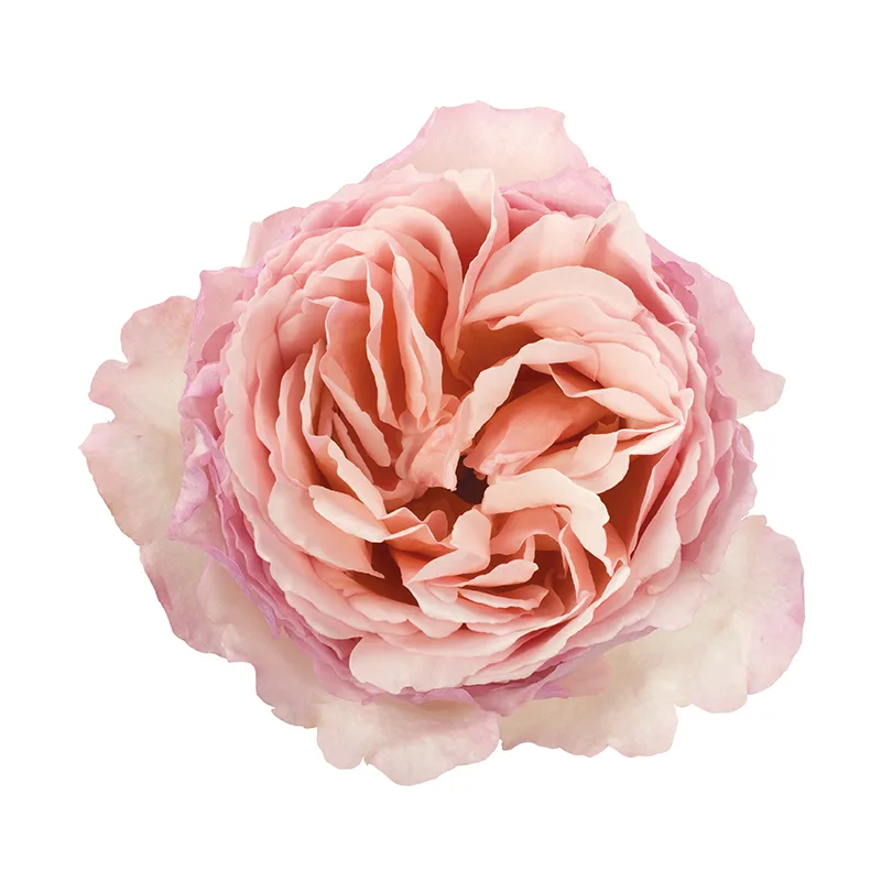 Роза садовая розовая Принцесса Шарлен (00289)