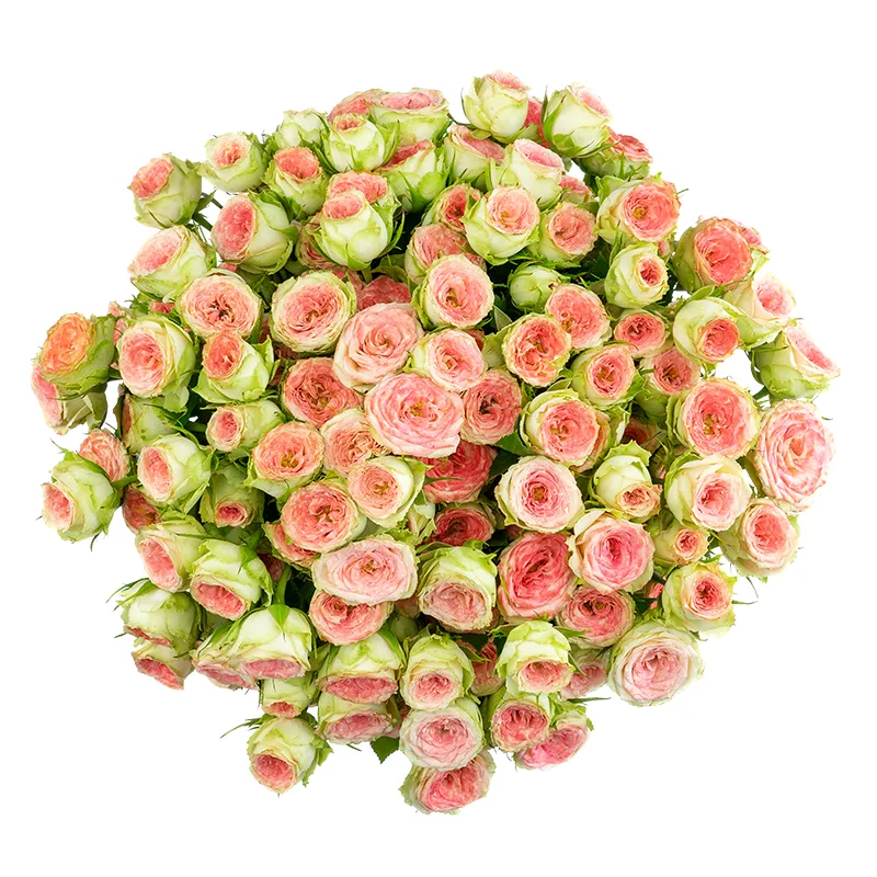 Букет из 23 розово-салатовых кустовых роз Папарацци! (01706)