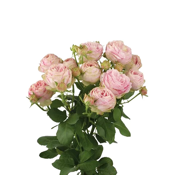 Роза кустовая розовая Пинк Лэйс (00277)