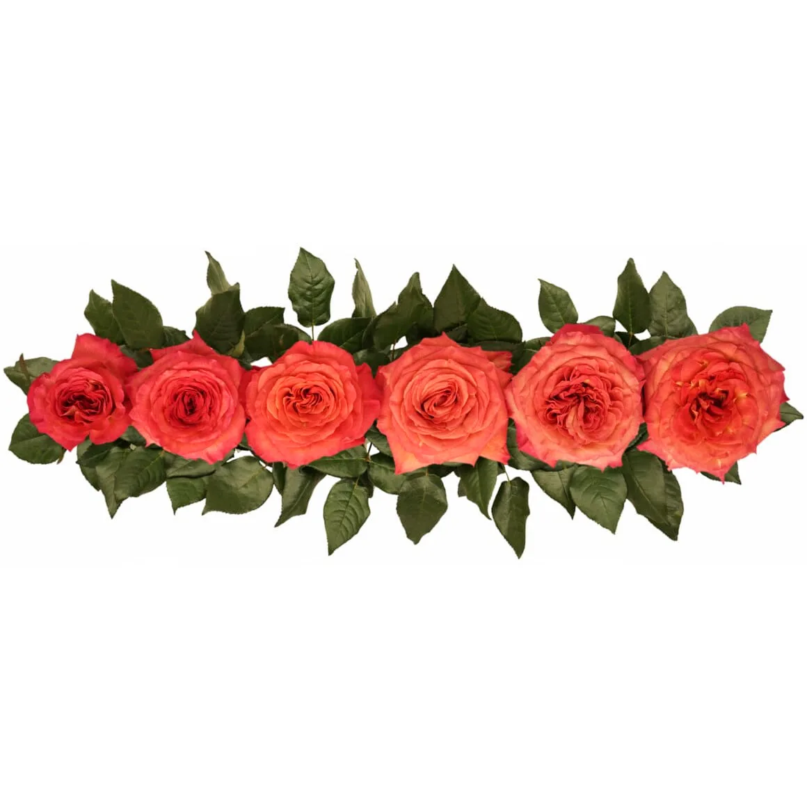 Роза садовая оранжевая Сансет (00255)