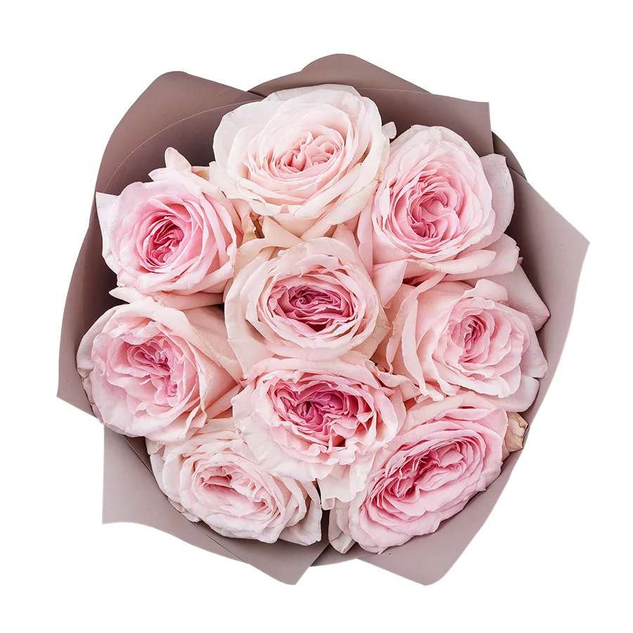 Букет из 9 ароматных розовых садовых роз Пинк О’Хара в упаковке (02797)