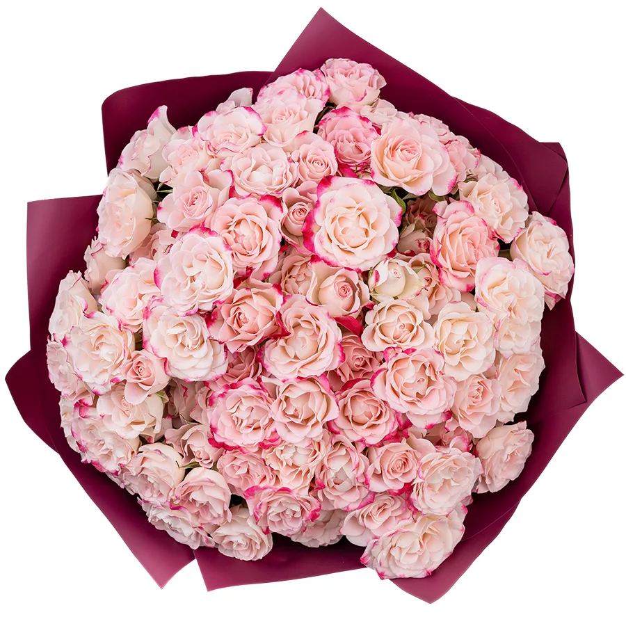 Букет из 23 кремовых с малиновыми краями кустовых роз Рефлекс (02621)