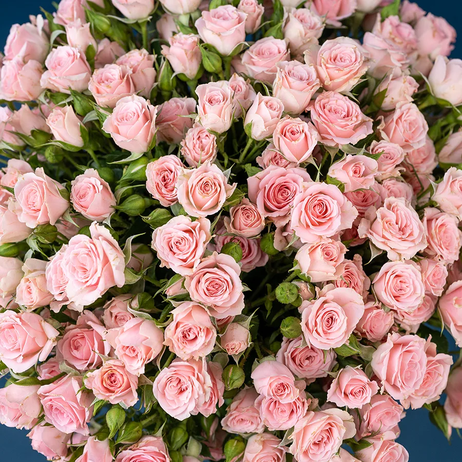 Букет из 25 светло-розовых кустовых роз Лидия (02584)