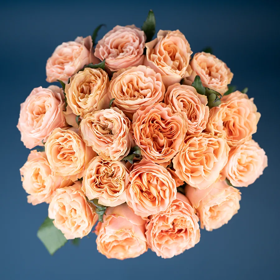 Букет из 21 нежно-персиковой пионовидной розы Принцесс Краун (03016)