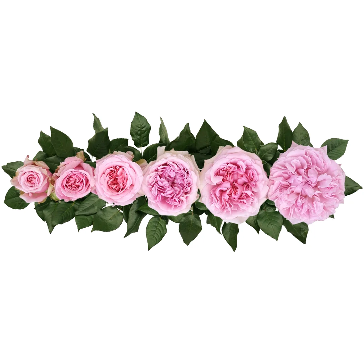 Роза садовая розово-кремовая Дэвида Остина Миранда (00237)