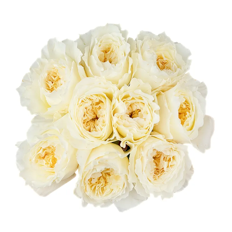 Букет из 9 белых садовых роз Дэвида Остина Пейшенс (01466)