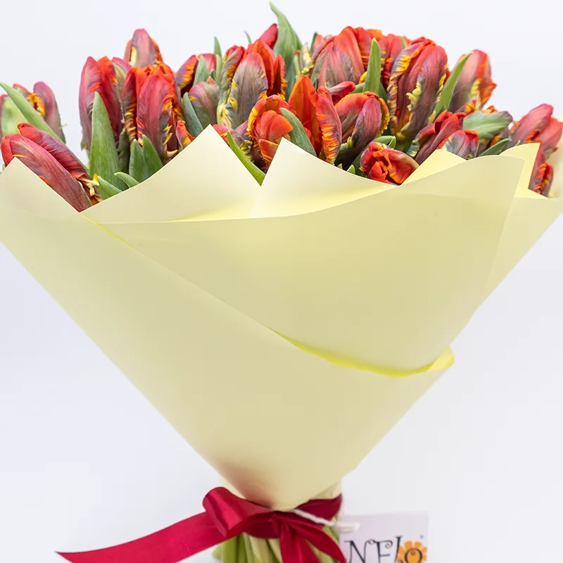Букет из 35 красных попугайных тюльпанов Пэррот Рококо (01983)
