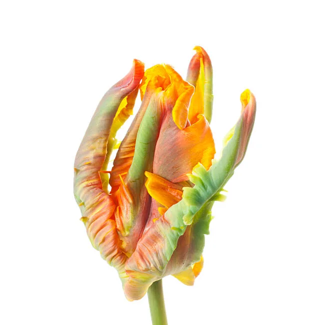 Тюльпан попугайный оранжевый с зелёным Пэррот Ирен (00152)