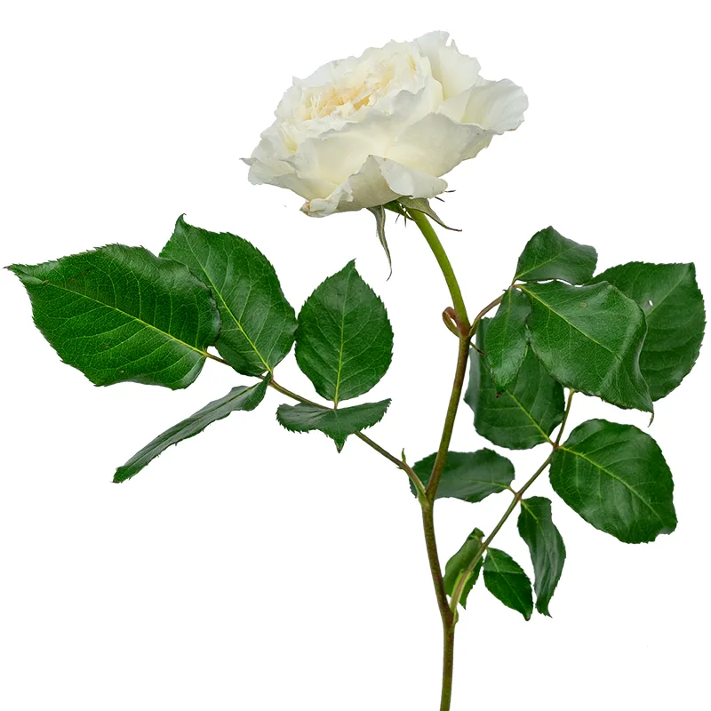 Роза садовая белая Дэвида Остина Пейшенс (00238)