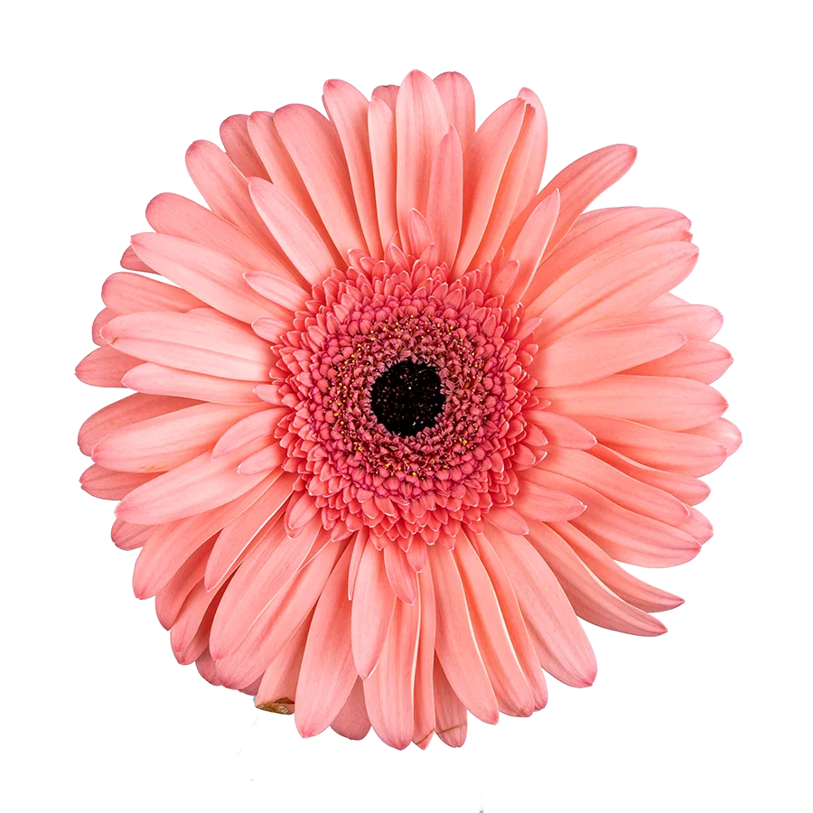 Гербера (Gerbera) розовая (00093)