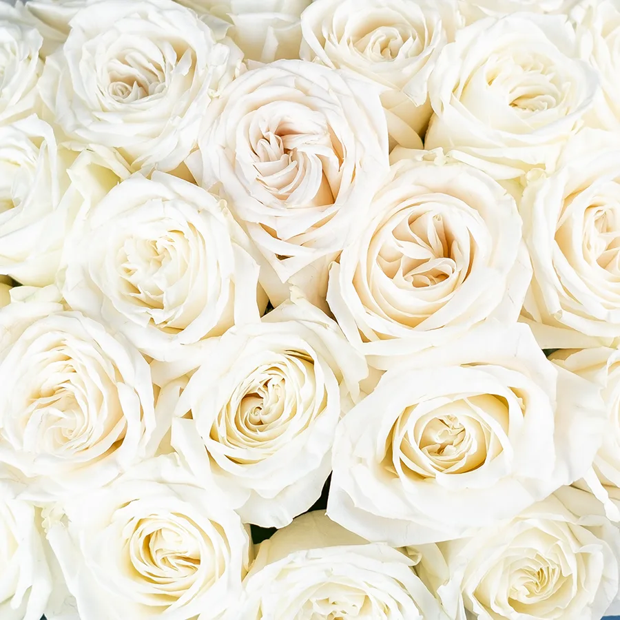 Букет из 25 ярко-белых садовых роз Плайя Бланка (02157)