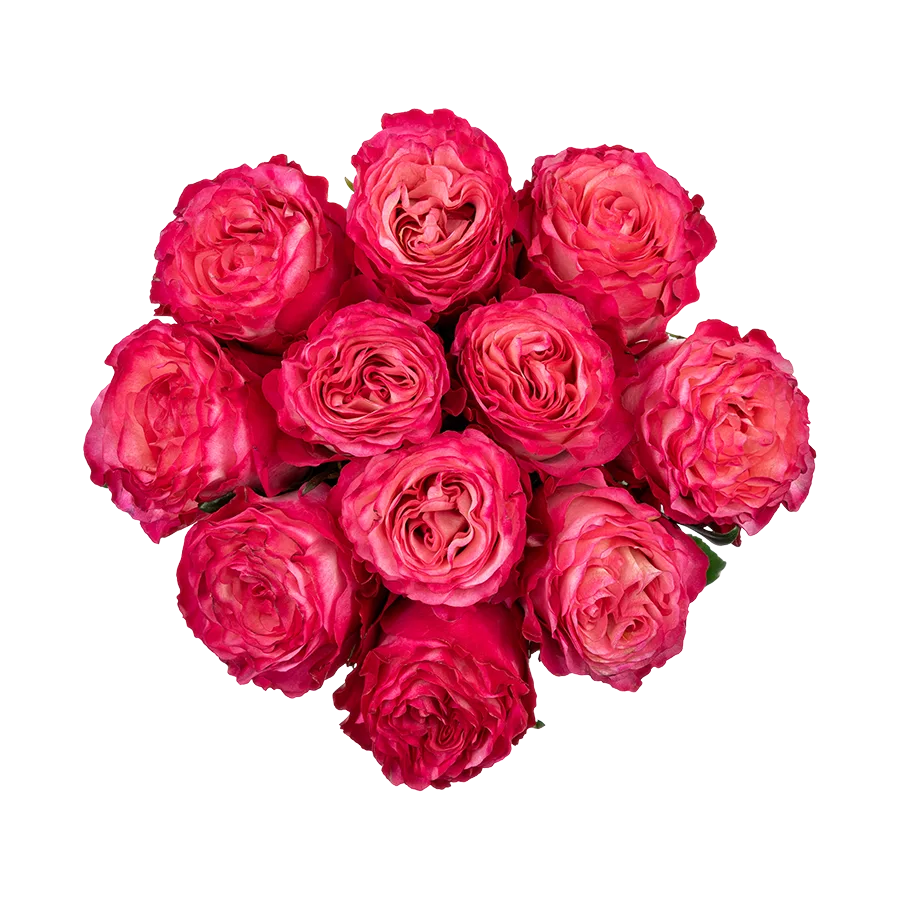 Букет из 11 ярко-малиновых роз Энчентмент (03862)