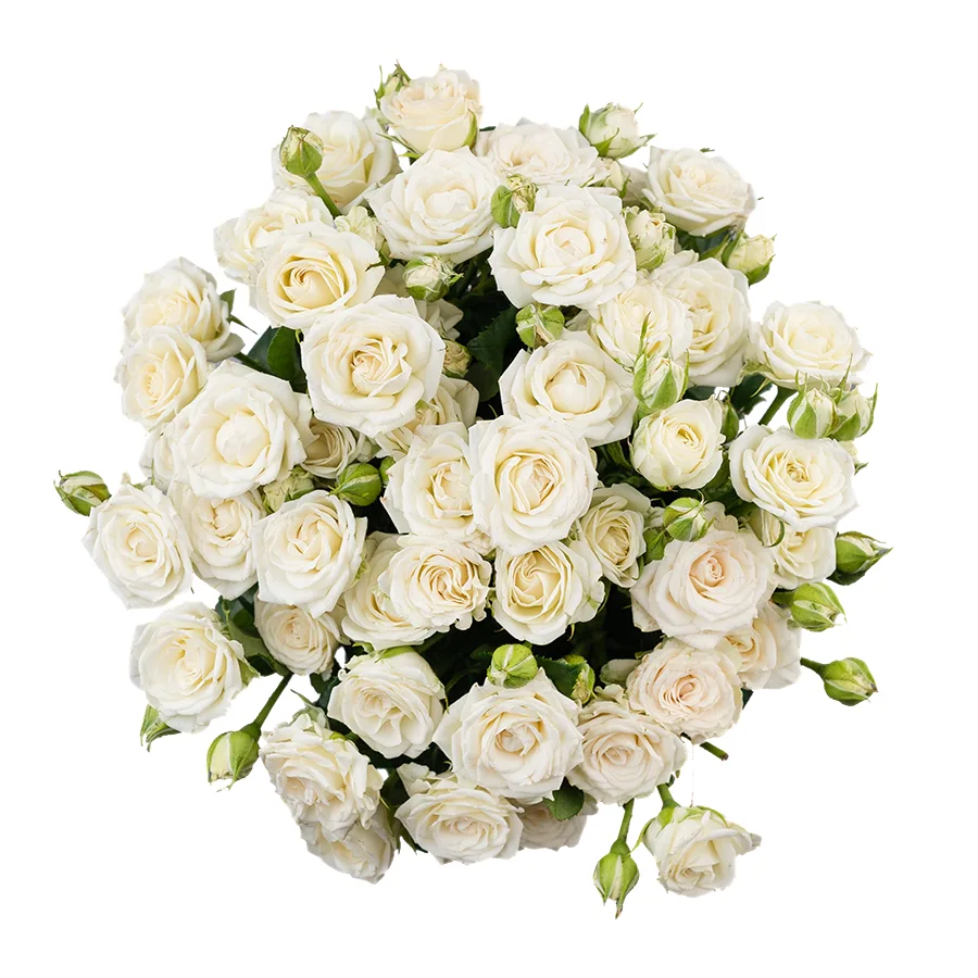 Букет из 9 белых кустовых роз Жозефина (02783)