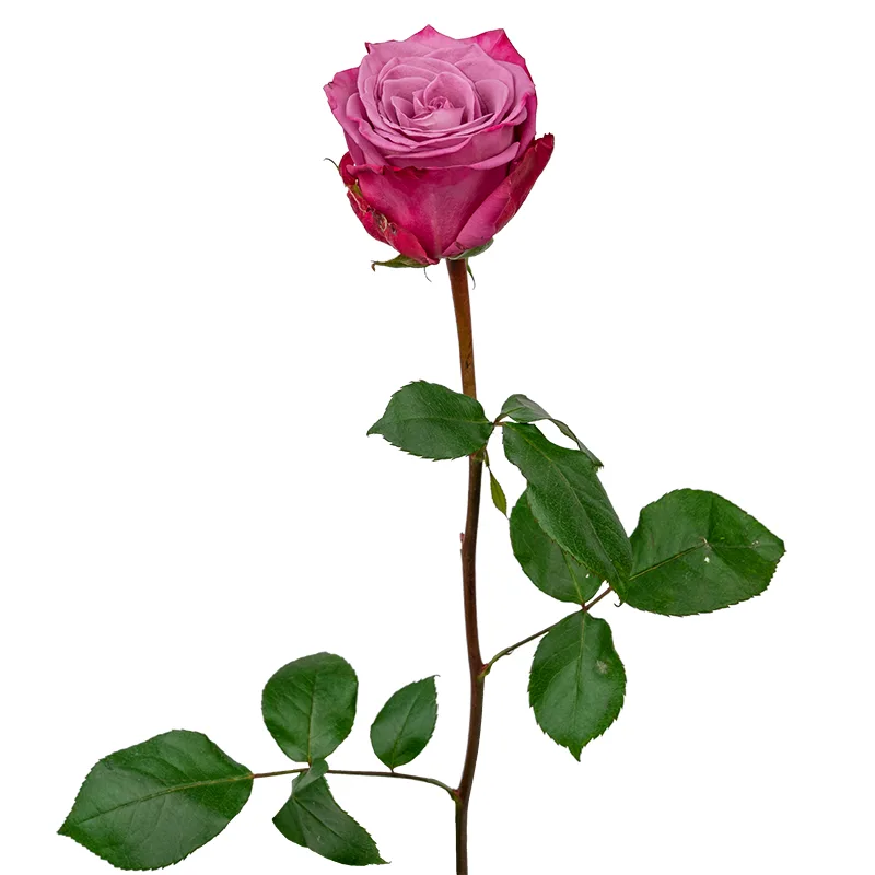 Роза фиолетовая Муди Блюз 60 см (00176)